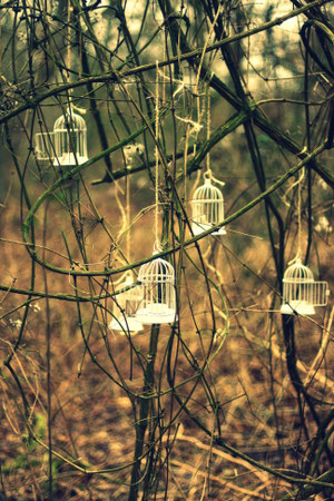 Empty cages