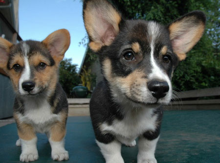 Luna and Toad as Puppies