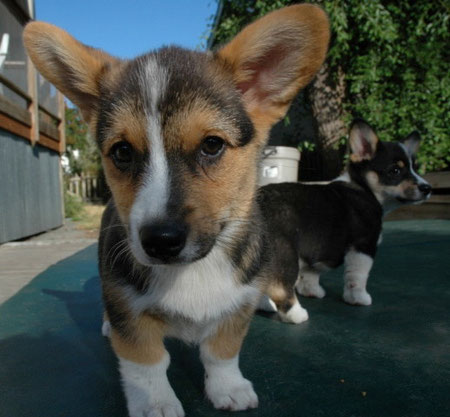 Luna and Toad as Puppies