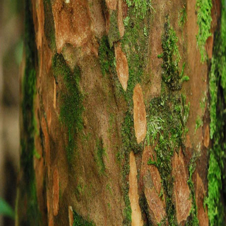Figura 6: Detalhes do tronco