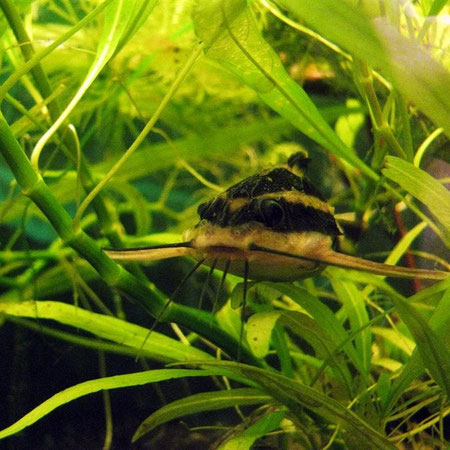 Liniendornwels (Platydoras costatus): Stundenlang kann er so in den Pflanzen hängen.