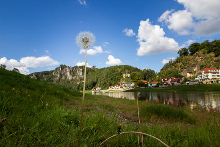 Pusteblume -Sächsische Schweiz
