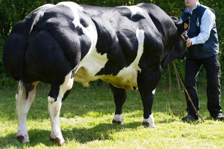 Muskelwachstum Biophotonen fehlendes Myostatin Protein Biophotonentherapie