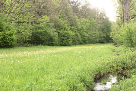 Wiesen am Feldrennacher Bach (G. Franke, 11.05.2017)