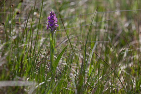 Forme de bas-marais tourbeux soligène à sphaignes avec Dactylorhiza incarnata (09/05/16)