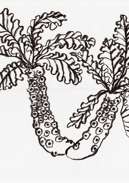 広島のイラストレーターが描く植物のイラスト