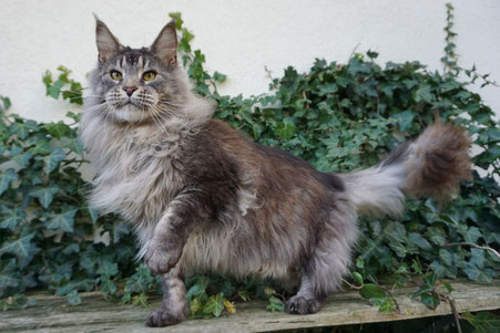 Maine Coon Mainecoon Cat Katze Big gross groß kitten