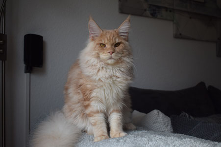 Maine Coon Mainecoon Cat Katze Big gross groß kitten