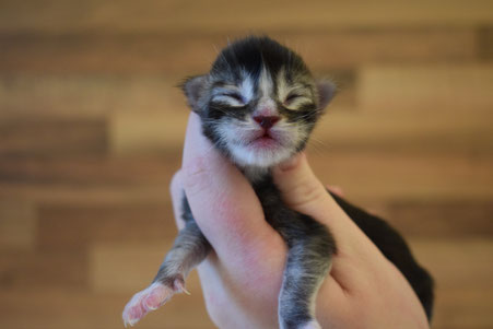 Maine Coon Mainecoon Cat Katze Kitten Baby Babie Big gross groß