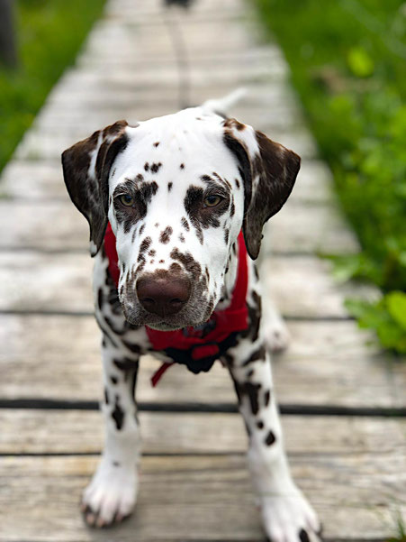 Altdorf Gruppentraining Hunde