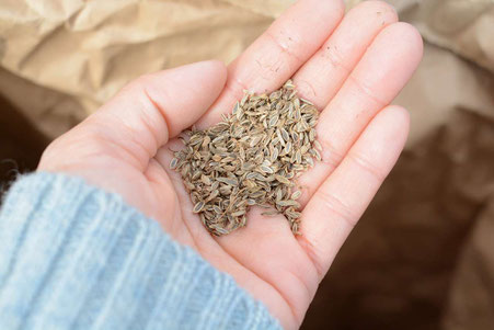 大和当帰の苗6株＋種250粒 【公式通販】