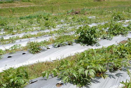 大和当帰の圃場への定植作業_畑