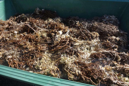 大和当帰の苗6株＋種250粒 【公式通販】