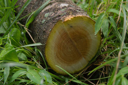 キハダについて - ポニーの里ファーム