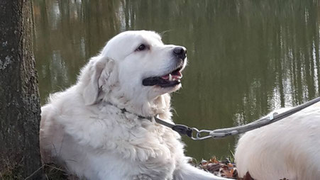 Max auf der Eurodogshow in Brüssel