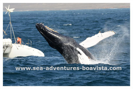 boa vista, boa vista tours, sea adventures boa vista, humpback whales, whale watching, whale trips, cabo verde, cape verde, kapverden, sailing, walbeobachtung, buckelwale kapverden