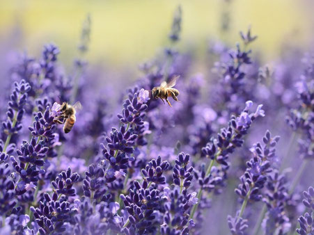 Neuigkeiten von den Bienen und der Imkerei