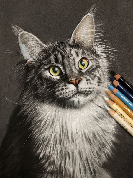 Katze Katzen Portrait zeichnen lassen Maine-Coon-Katze