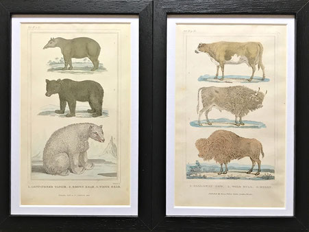 Set of 13 Hand Coloured Engravings of Animals, Birds and Insects c1830