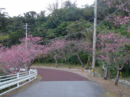 八重岳　頂上付近の桜開花状況　