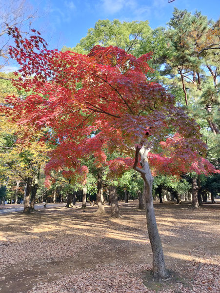Yoyogi Park