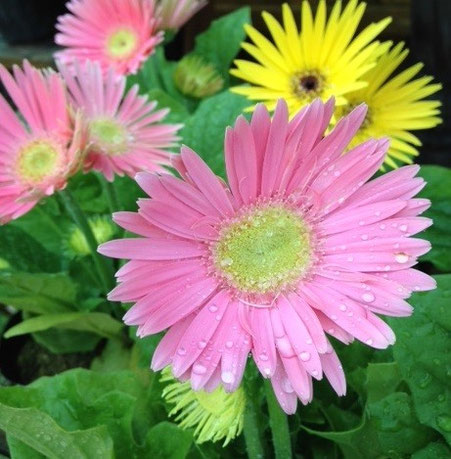 花工房 Kayama 日山園芸 とは 奈良市 花屋 日山園芸 Kayama Flower 花工房 Kayama 日山園芸 とは 奈良市 花屋 日山園芸 Kayama Flower