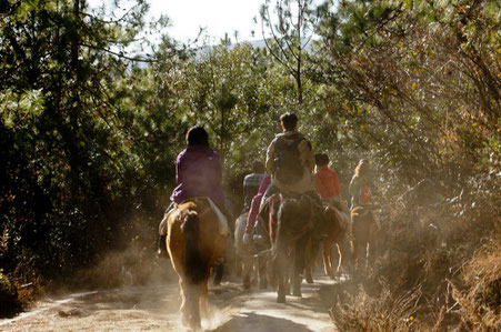 Istria top things to do - Horse Riding - Copyright blese