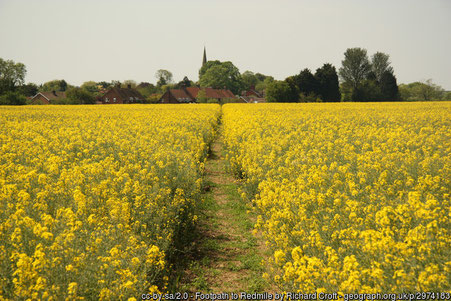 A field of rapeseed at Redmile