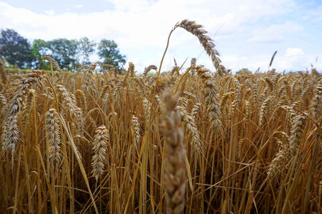 Barley in a field on Tythby Road