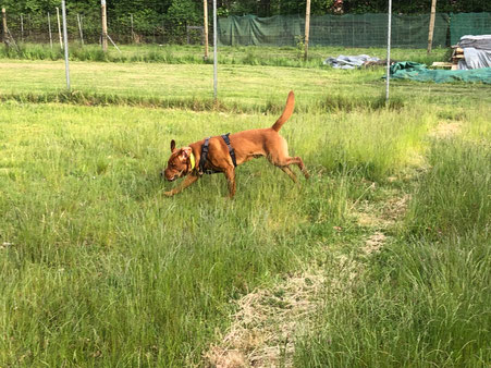 Treibball Hundeschule Stunde mit Border Collie Welpen Verl artgerecht Training 
