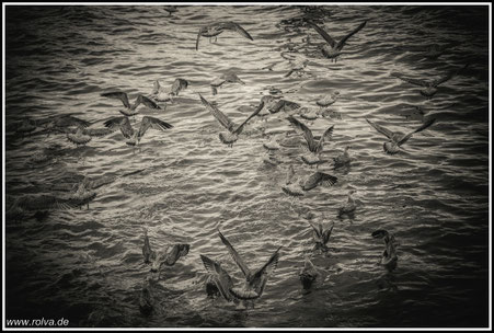 Möwen im Flug#sw#Roland Valter#rolva#Natur-Fotografie#Aachen 