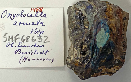 Senckenberg, Bryozoa, Bryozoen, Moostierchen, Sammlung Voigt