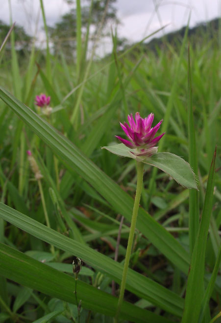 flower, villa tunari, bolivia 