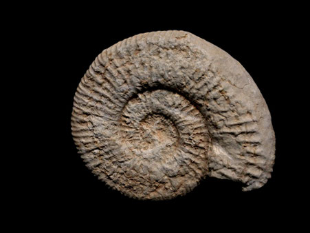 Oloriziceras ellipticum