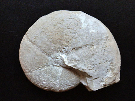 Calliphylloceras kochi