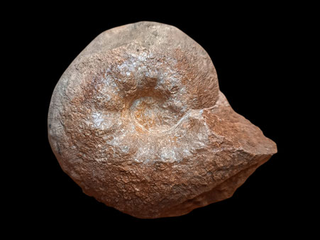 Benetticeras benettii