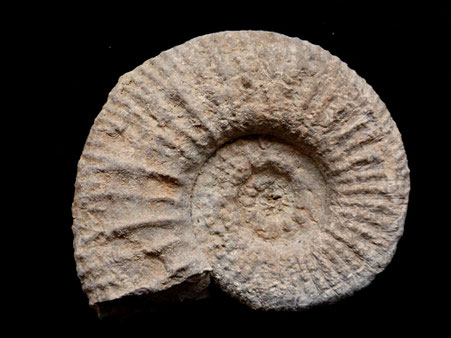 Moravisphinctes fischeri