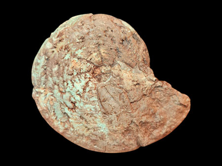 Holcophylloceras polyolcum