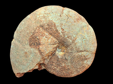 Holcophylloceras polyolcum