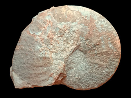 Taramelliceras compsum