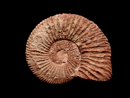 Berriasella (Berriasella) oppeli 