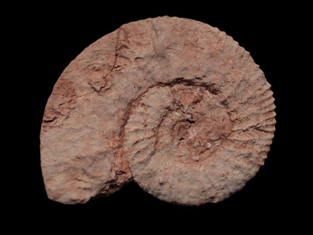 Protacanthodiscus andreaei 