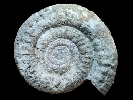 Stephanoceras (Skirroceras) macrum
