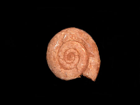 Nannolytoceras tripartitum
