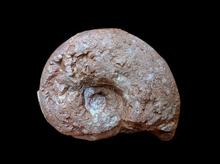Physodoceras wolfi