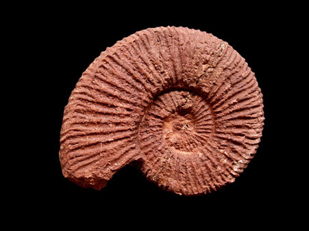 Berriasella (Berriasella) oppeli
