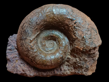 Lytoceras eudesianum