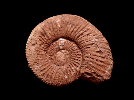 Berriasella (Berriasella) oppeli 