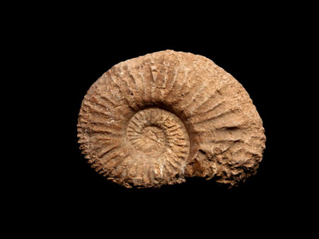 Andaljusphinctes fontannesi