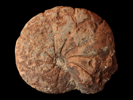 Holcophylloceras polyolcum